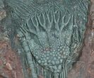 Moroccan Crinoid Fossil - Scyphocrinites #8457-1